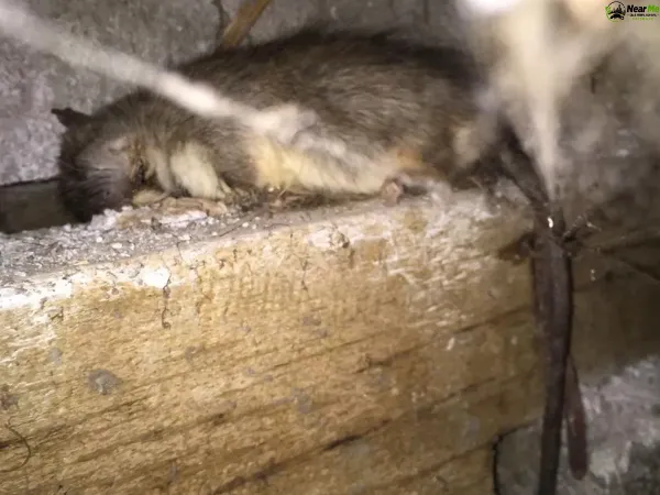 Dead Rat Removal Glenview